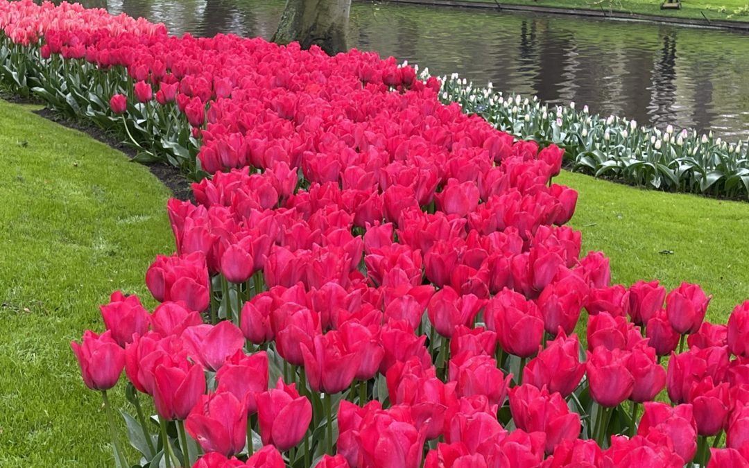 KEUKENHOF – Le parc des tulipes et les moulins de Kinderdijk